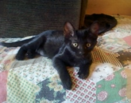 Micina